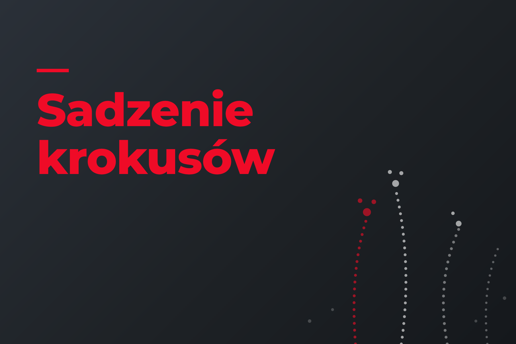 Sadzenie krokusów.